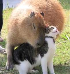 capybara with cat.jpg