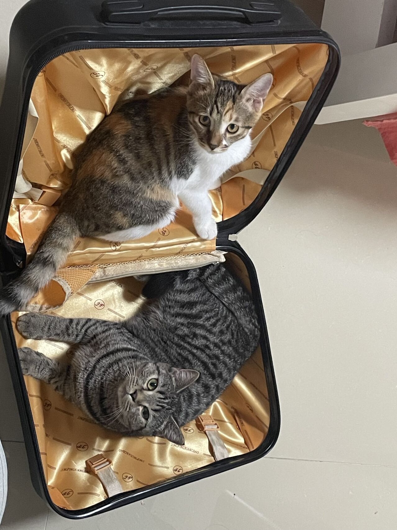 cat.jpg