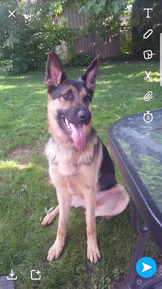 dog.jpg