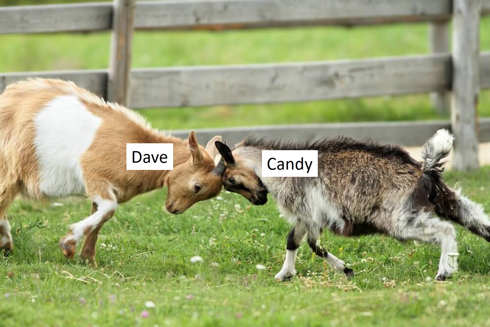 Goat.jpg