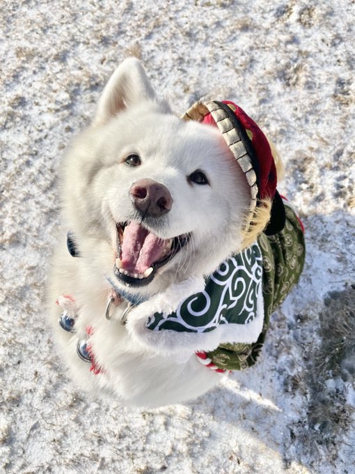 Open S>Christmas event NX Silver Mane set 104 Sky ski (perf) Pet Equip MapleRoyals