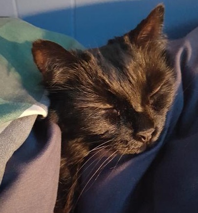 Kitty.jpg