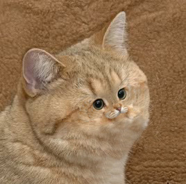 Ok.jpg