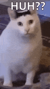 upload_2025-6-22_7-15-13.gif