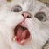 neko2.png