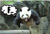 angrypanda.jpg