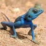 BlueLizard