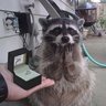 Raccoon
