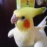 林逸宸