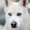 WhiteHusky