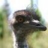 Emu