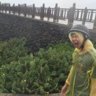 陳子霖