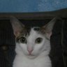 Rayci