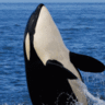 TheOrca