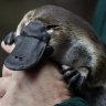 Platypi