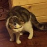 Kitskiii
