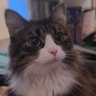 RicePat