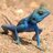 BlueLizard