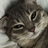 masterofcats