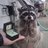 Raccoon