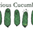 CuriousCucumber