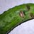 zucchini