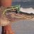 Nudibranch
