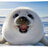 KevinSeal